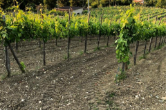 IMG_8308-26-05-20-11-51-e1590595160376