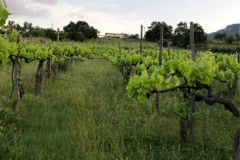 IMG_8309-26-05-20-11-51-e1590595136983